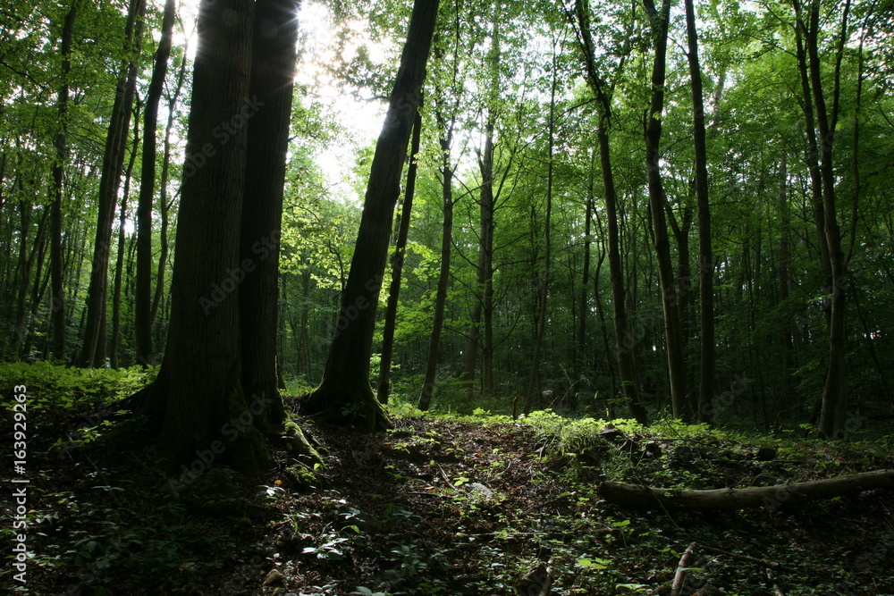 Naklejka premium las