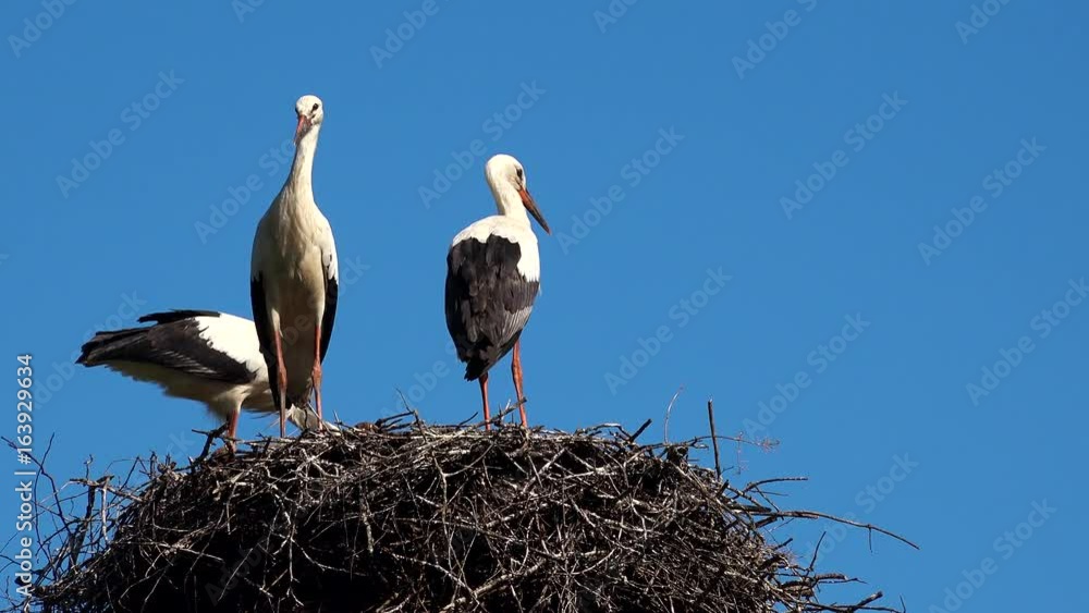 Storks in the nest on blue sky background Storks in the nest on blue sky background