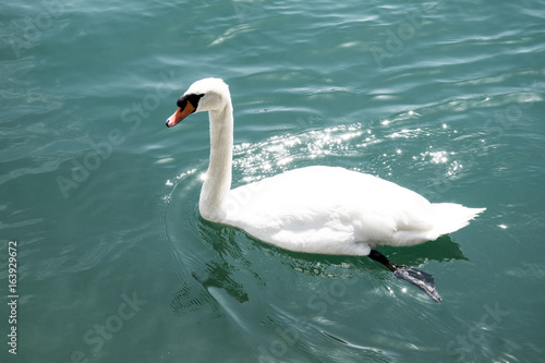 White Swan swimming