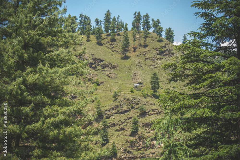 Pine forest on the slope of the Himalayan mountains against the blue sky.