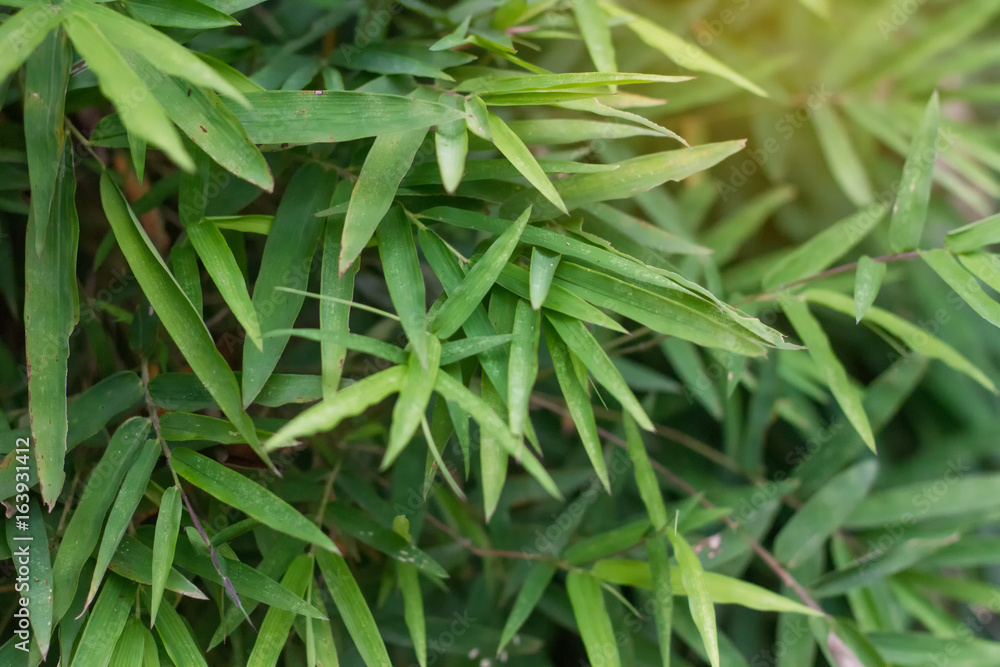 Obraz premium bamboo leaves background, bamboos are evergreen perennial flowering plants in the subfamily