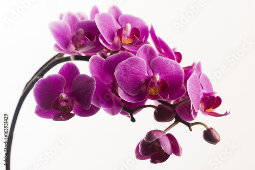 Purple orchid isolated on white