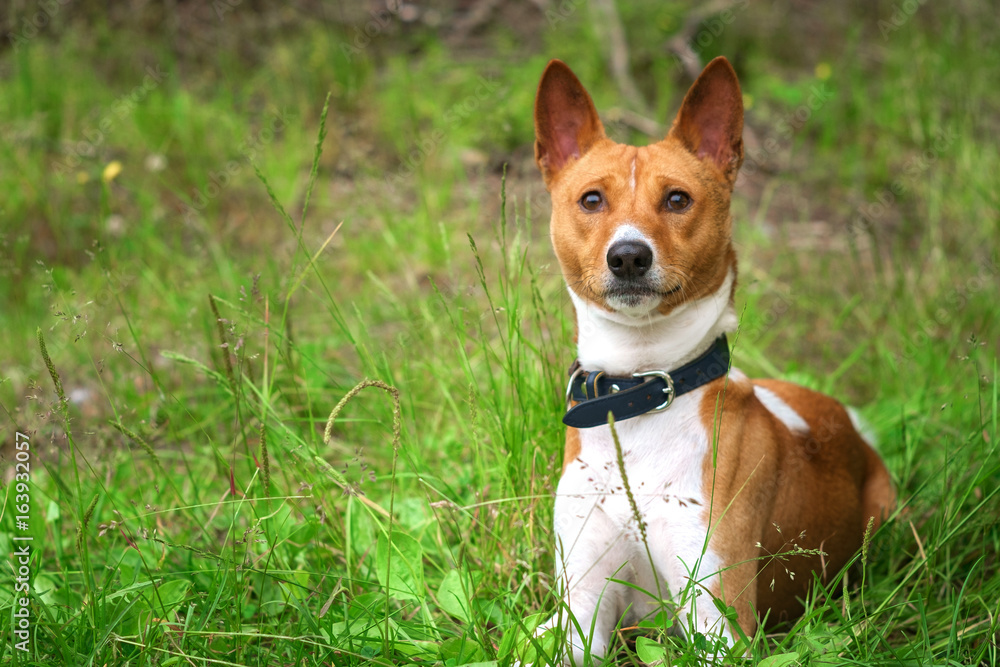 portrait of a serious Basenji on the grass in the collar
