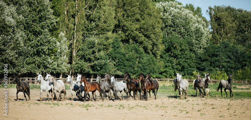 Purebred horses galloping through on animal farm summertime