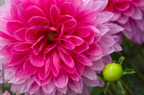 Fototapeta Naklejka Na Ścianę i Meble -  Macro image of a dahlia flower.
