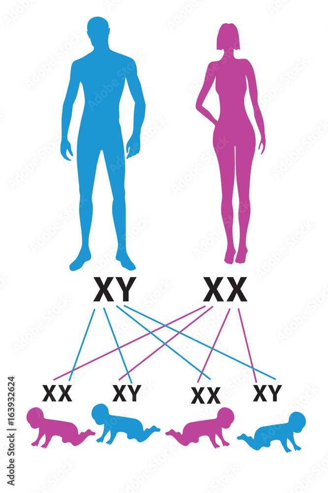 Sex Determination In Humans X And Y Chromosome Gender Determination