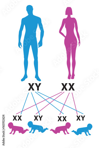 Sex Determination in Humans. X and Y chromosome: gender determination