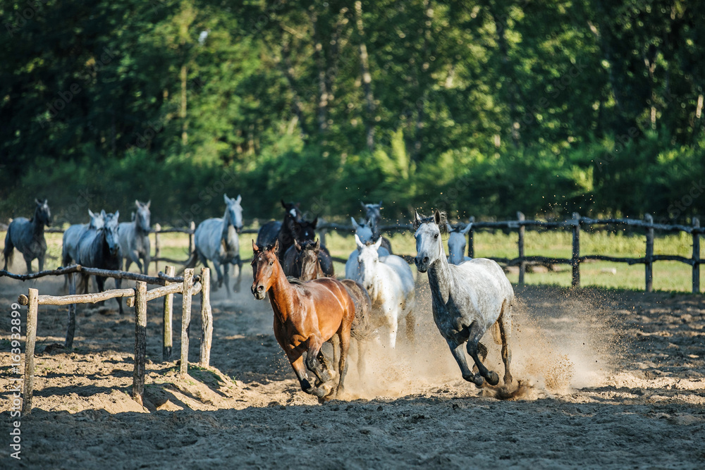 Purebred horses galloping through on animal farm summertime Purebred horses galloping through on animal farm summertime