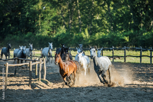 Purebred horses galloping through on animal farm summertime © acceptfoto
