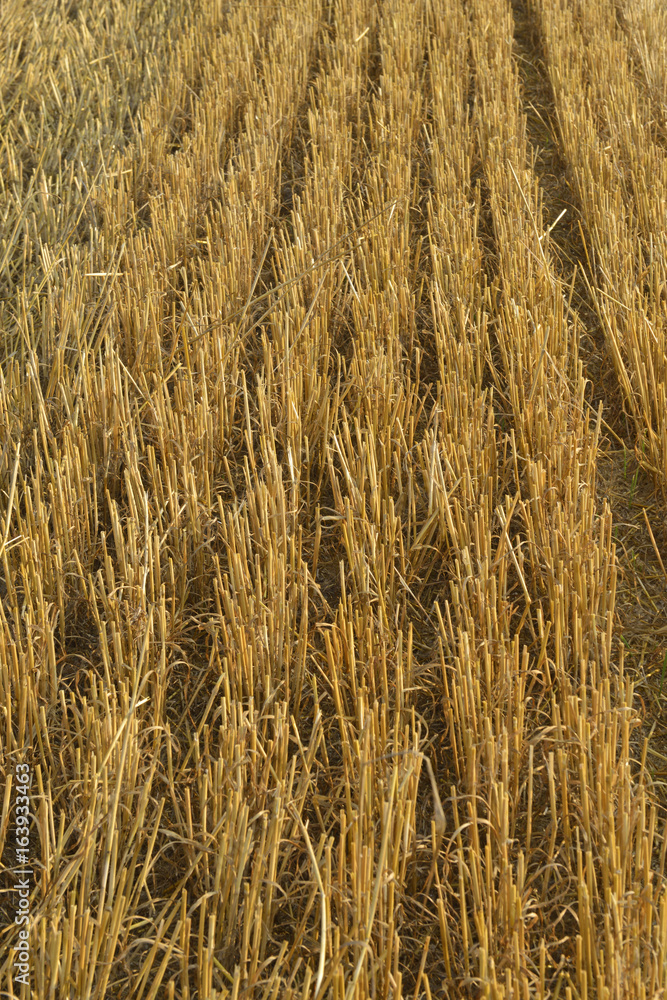 Fototapeta premium Dettaglio, campo di grano tagliato.