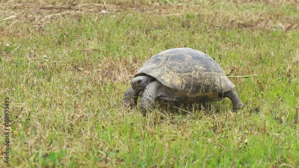 Turtle slowly moving through the scene on green grass Turtle slowly moving through the scene on green grass