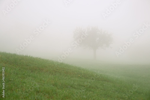 Lonely tree in a hilly meadow on a foggy day