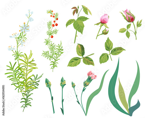 Collection branches asparagus with white, blue small flowers, red berries, green leaves isolated. Pink roses and carnation buds, leaves. Digital draw, realistic vector illustration for design