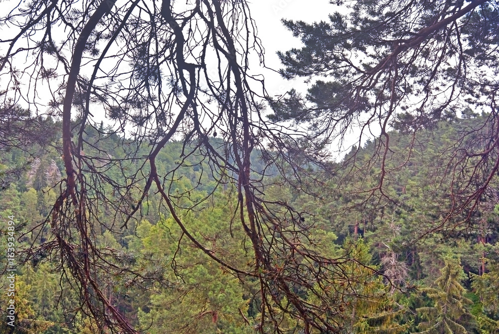 Obraz premium View across a entanglement of branches in a forest area in protected natural reserve Prachov rocks in Czech republic.