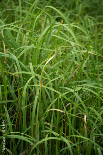 芝生 野草