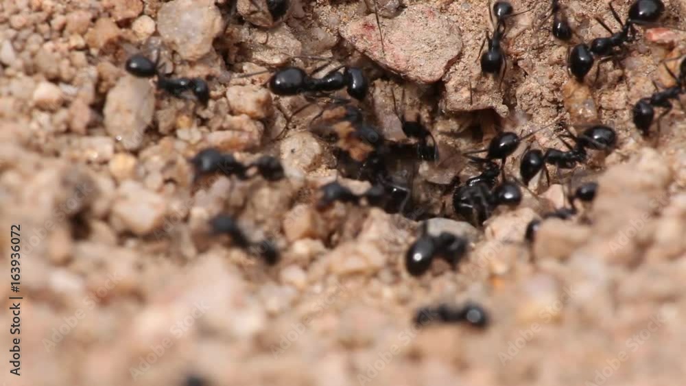 Black Ants in Desert