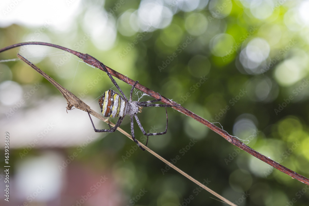 Spider in garden