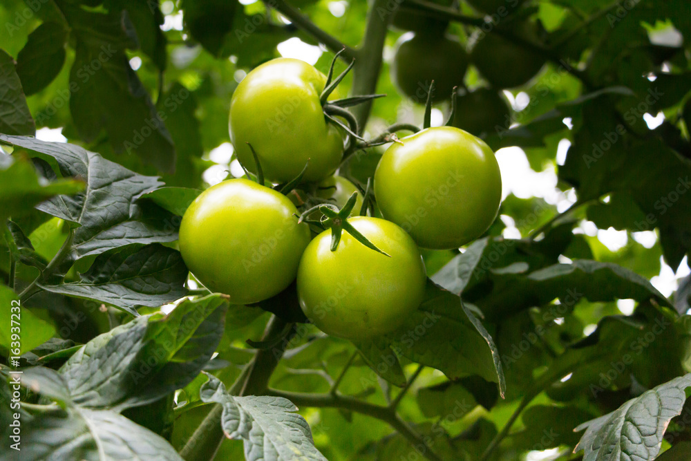 Tomatoes growing in greenhouse. Agriculture background. Selective focus.