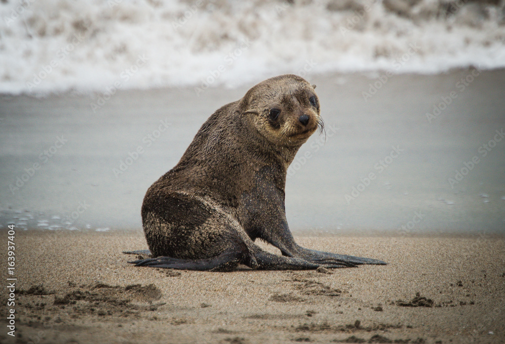 Naklejka premium Sammy The Seal