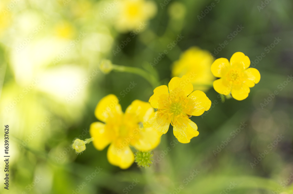 Selandine. Yellow flower. Wildflowers on blur green background. Selandine. Yellow flower. Wildflowers on blur green background.