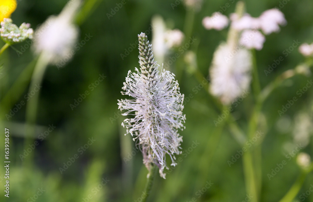 Goose grass. Plantain flower. Wildflowers on blur green background. Goose grass. Plantain flower. Wildflowers on blur green background.