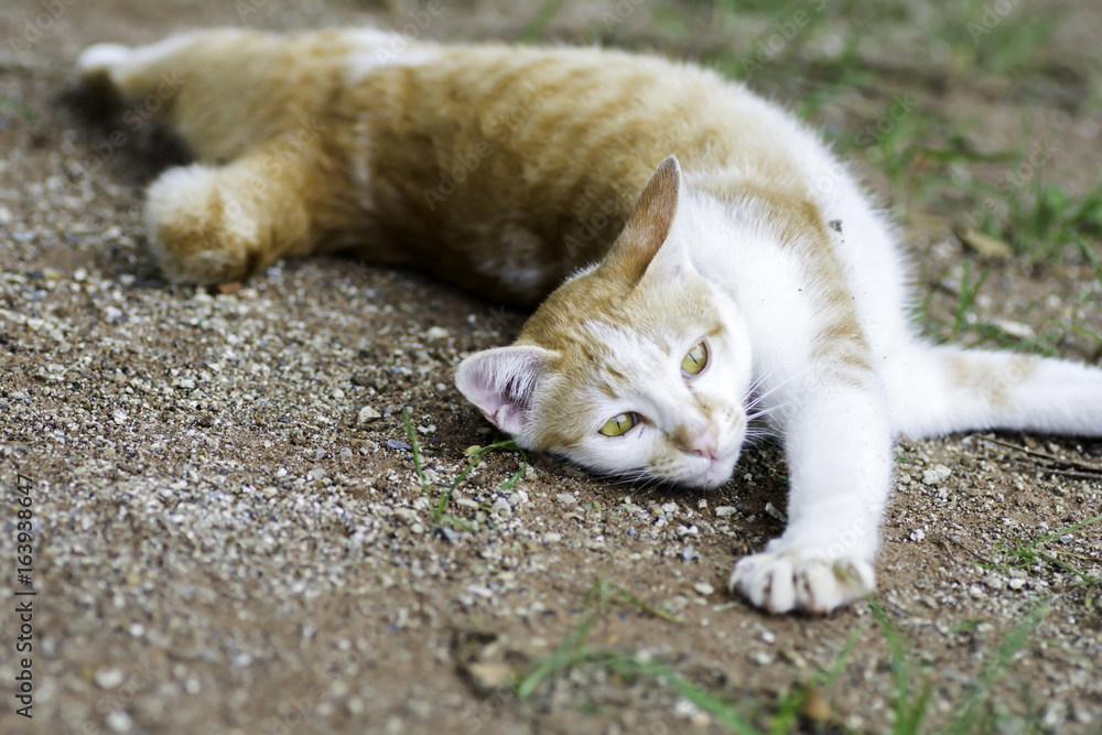 Cat pretending stretched on the ground. Cat pretending stretched on the ground.