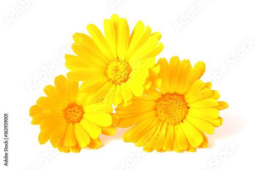 Calendula flowers isolated on white