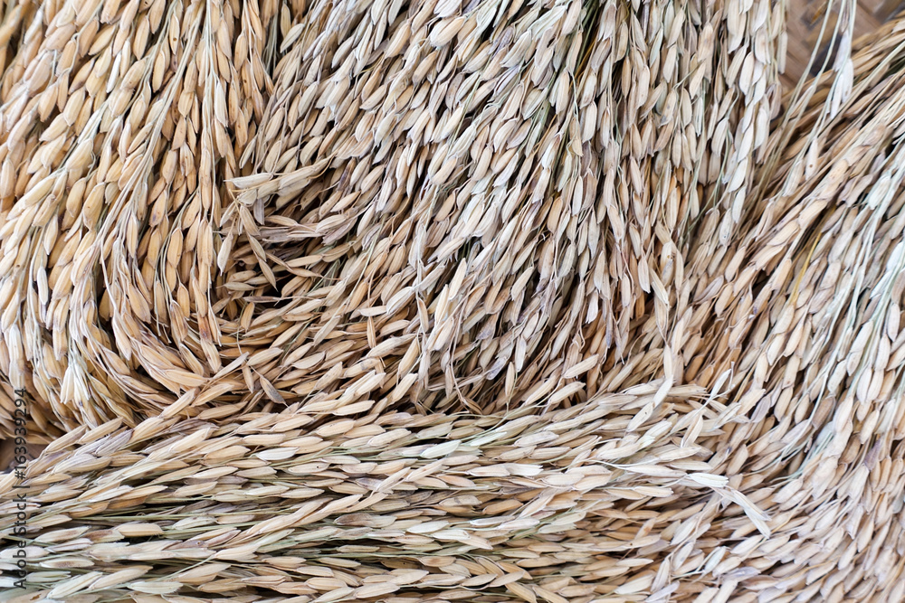 Dry paddy rice or ears of paddy rice Dry paddy rice or ears of paddy rice