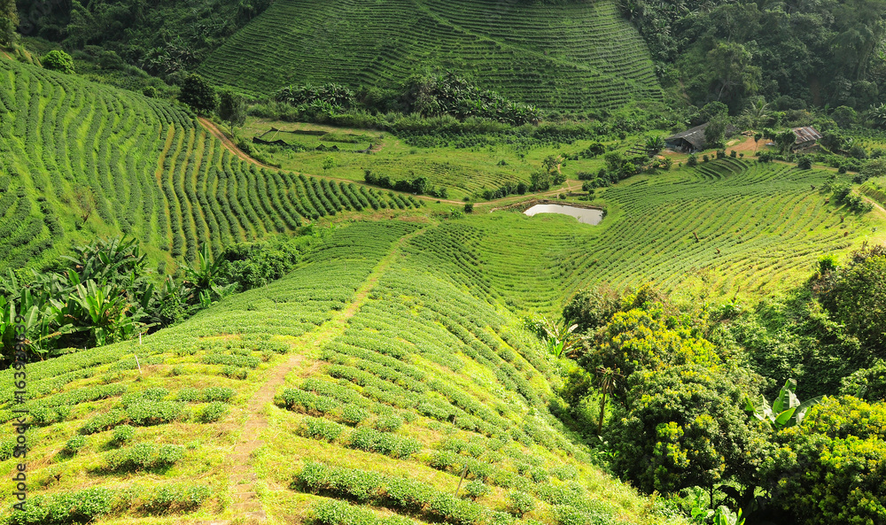 Tea plantations in Chiang Rai