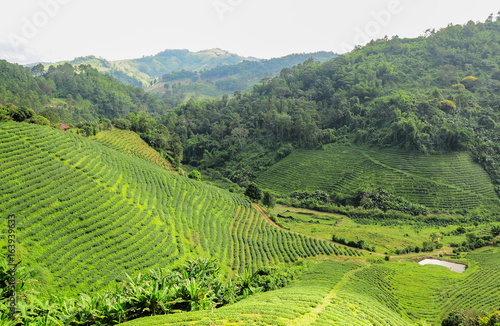 Tea plantations in Chiang Rai,