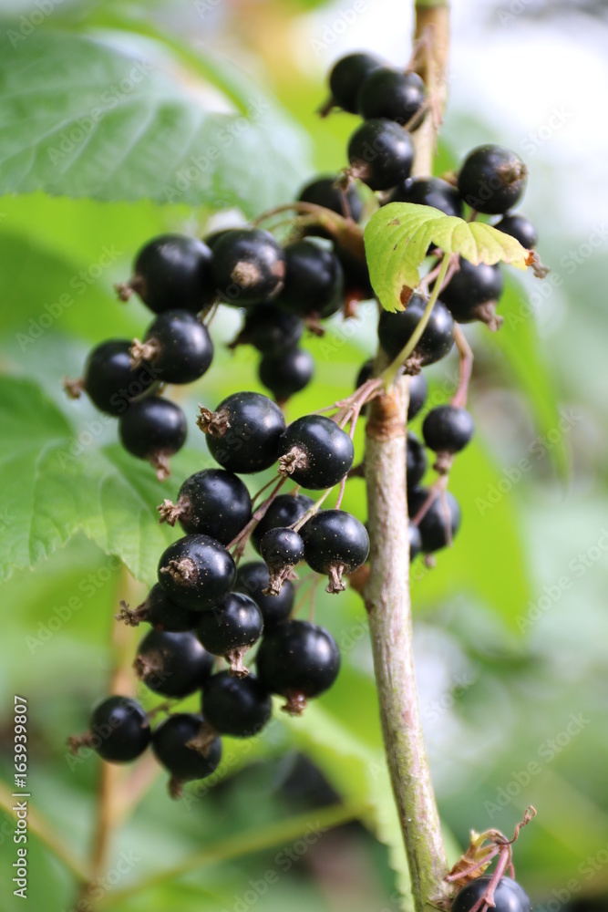 Schwarze Johannisbeeren am Strauch Schwarze Johannisbeeren am Strauch