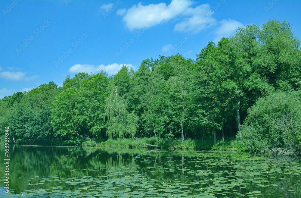 am Borner See im Schwalm-Nette Naturpark bei Brüggen am Niederrhein,NRW,Rheinland,Deutschland am Borner See im Schwalm-Nette Naturpark bei Brüggen am Niederrhein,NRW,Rheinland,Deutschland
