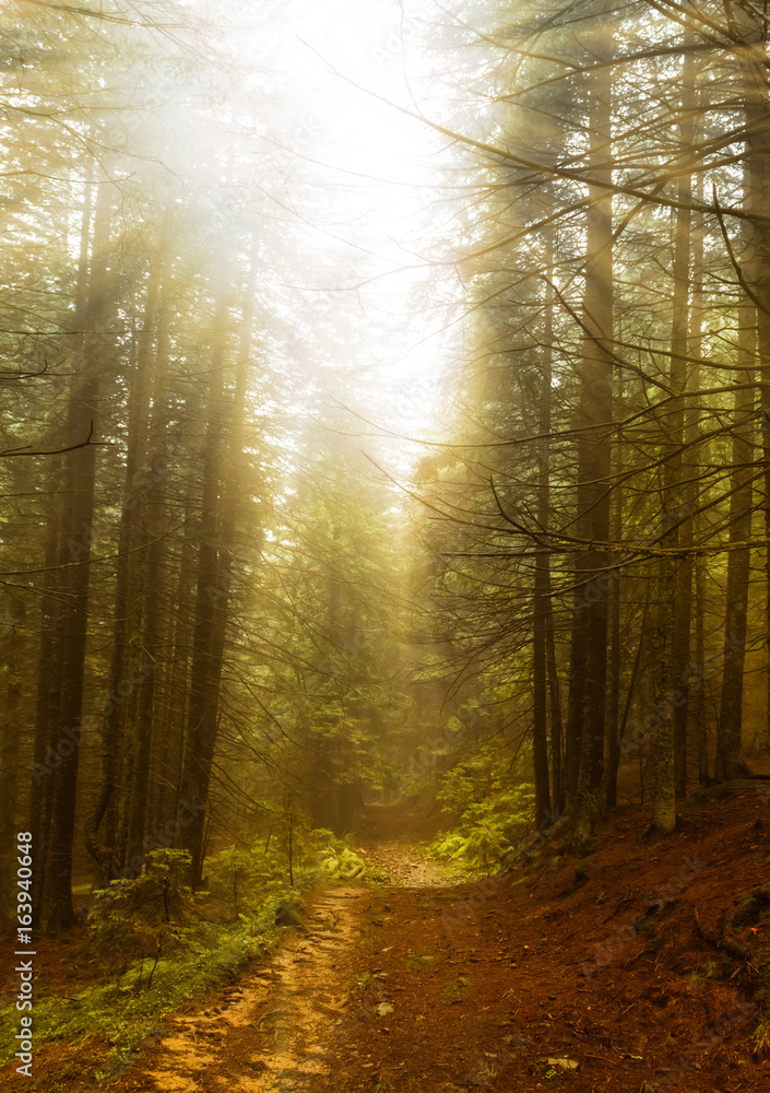 beautiful forest and sunbeams