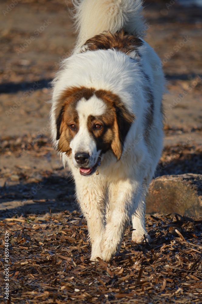 Joli chien en ballade Joli chien en ballade