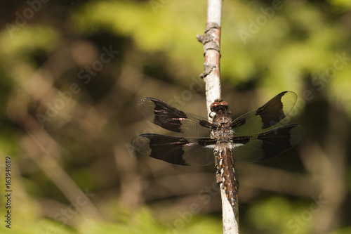 Common whitetail skimmer dragonfly (Plathemis lydia) resting on a twig. Juvenile male long-tailed dragonfly resting on a bramble, isolated against a blurred background.
