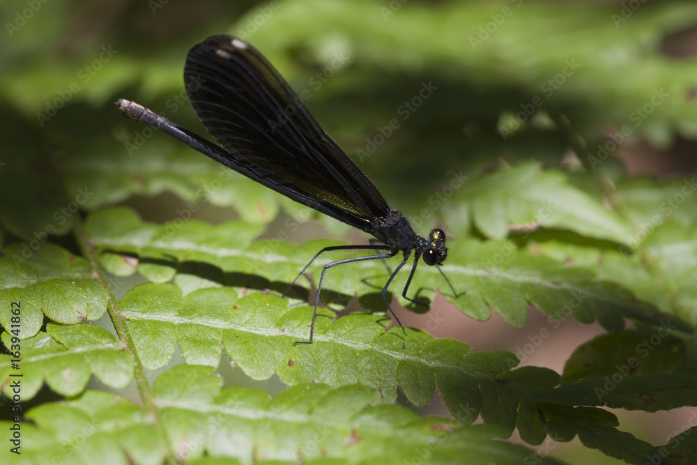 Female ebony jewelwing damselfly (Calopteryx maculata) resting on a fern leaf. Black-winged damselfly isolated against a blurred background. Female ebony jewelwing damselfly (Calopteryx maculata) resting on a fern leaf. Black-winged damselfly isolated against a blurred background.