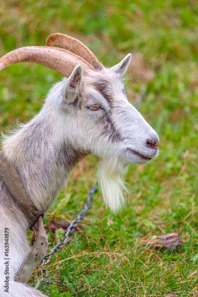 Fototapeta premium A white horned goat is grazing in a rustic meadow. 