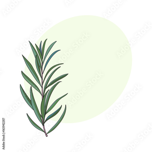 Beautiful hand drawn melaleuca twig, branch,floral decoration element, sketch vector illustration with space for text.