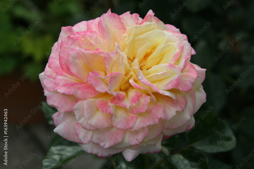 Obraz premium Rose