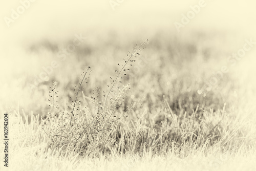 Foto Antique plate photography of close-up of plant with dew in meadow
