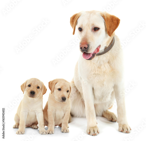 Cute dog with leash isolated on white background