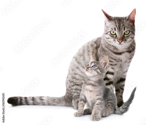 Wallpaper Mural Beautiful cat isolated on white Torontodigital.ca