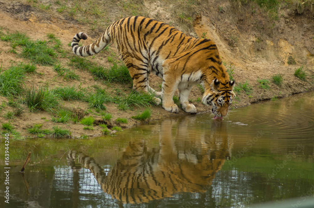 Naklejka premium a tiger drinking