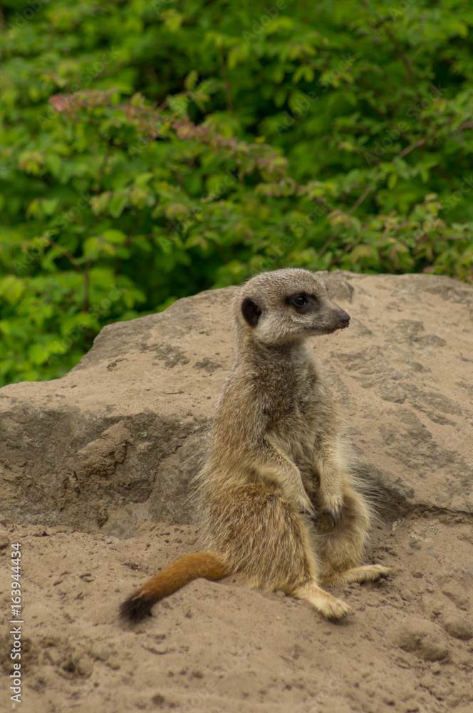 Fototapeta premium an alert meerkat