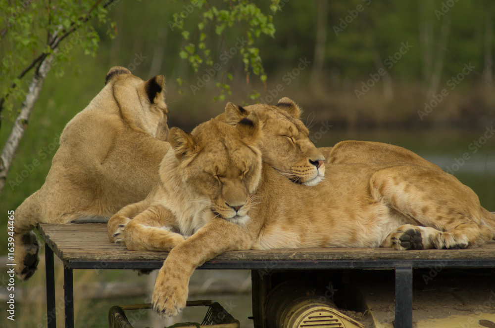 Fototapeta premium female lionesses sleeping