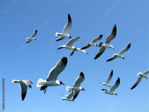 Seagulls against a clear blue sky