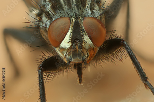 Fliege Kopf mit Facettenaugen frontal © Holger T.K.