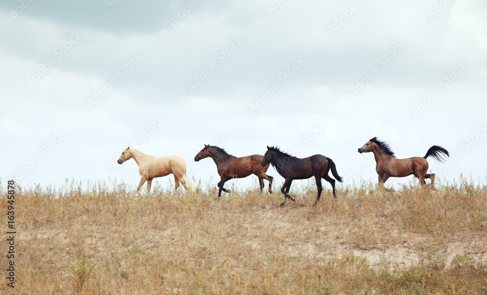 Four horses
