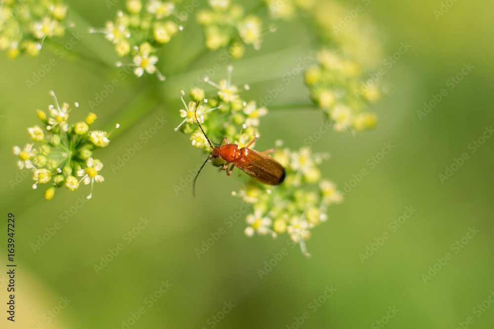 red beetle and the fenchel red beetle and the fenchel