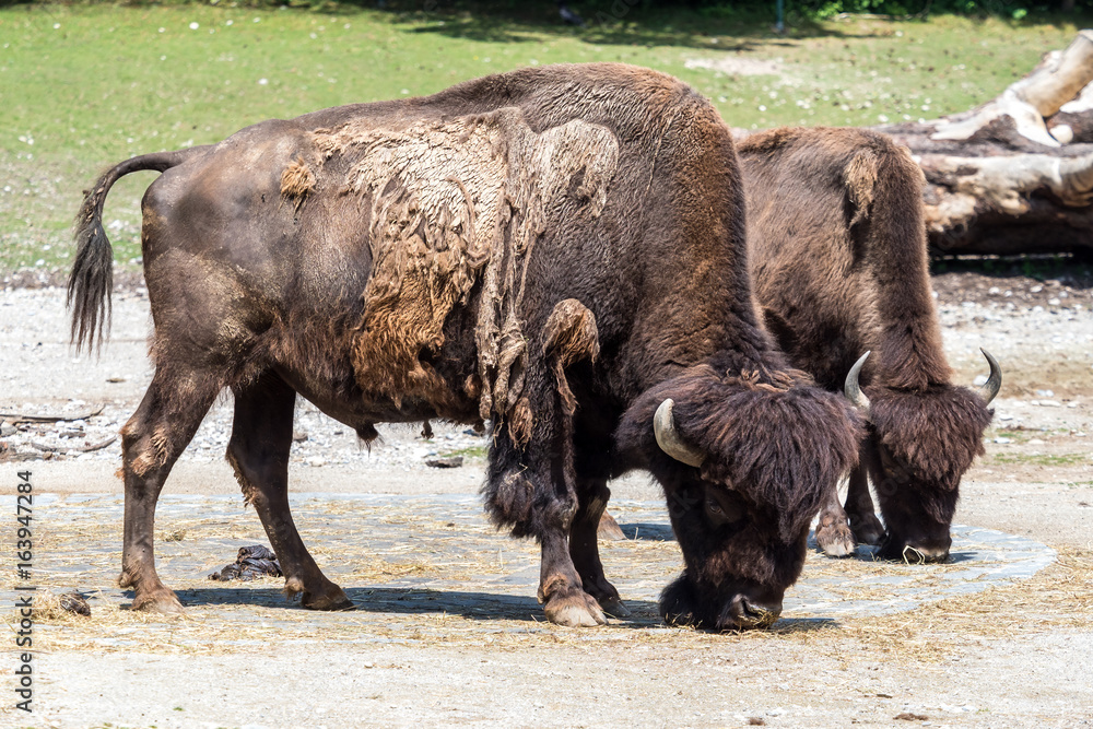 Waldbison - Bison bison athabascae Waldbison - Bison bison athabascae